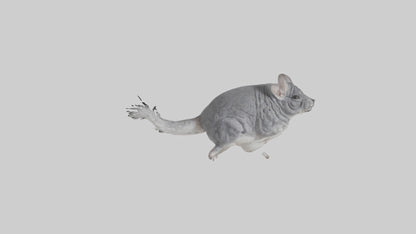 Chinchilla hopping model VR / AR / low-poly