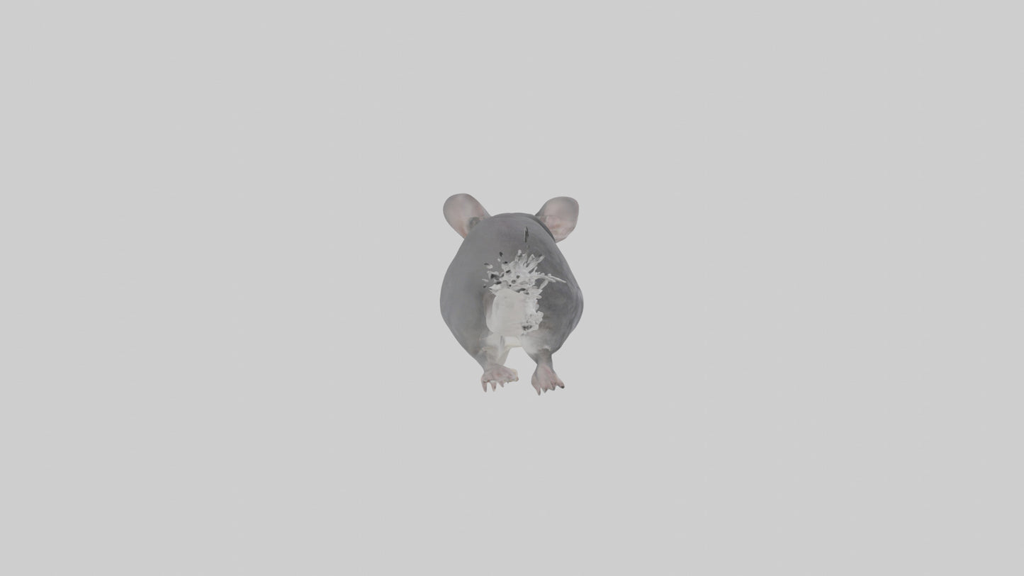 Chinchilla hopping model VR / AR / low-poly