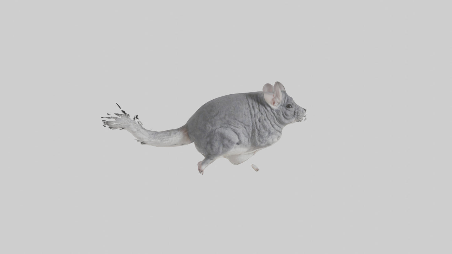 Chinchilla hopping model VR / AR / low-poly
