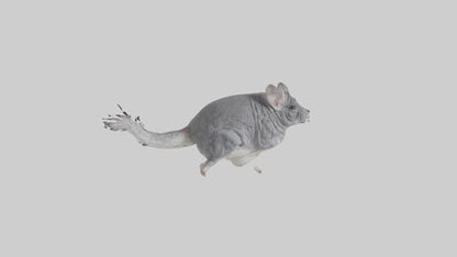 Chinchilla hopping model VR / AR / low-poly