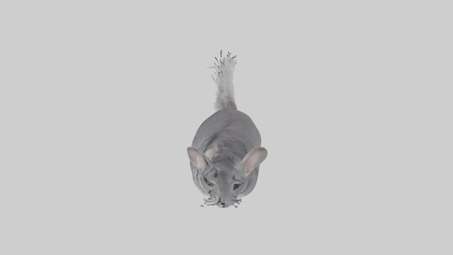 Chinchilla hopping model VR / AR / low-poly