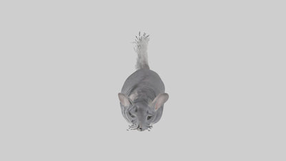 Chinchilla hopping model VR / AR / low-poly
