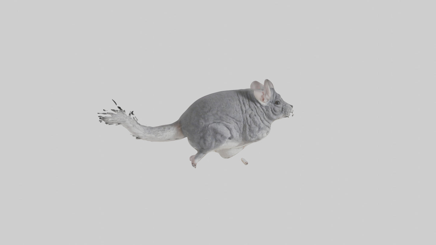 Chinchilla hopping model VR / AR / low-poly