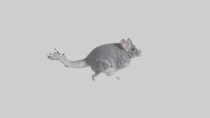 Chinchilla hopping model VR / AR / low-poly