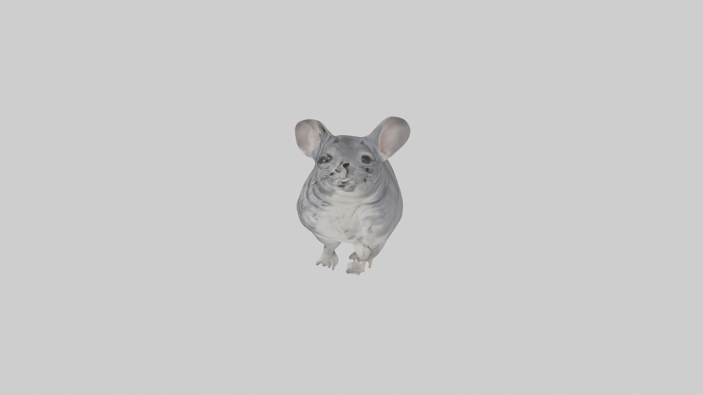 Chinchilla hopping model VR / AR / low-poly