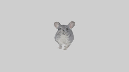 Chinchilla hopping model VR / AR / low-poly