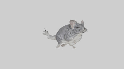 Chinchilla hopping model VR / AR / low-poly