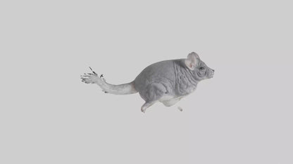 Chinchilla hopping model VR / AR / low-poly