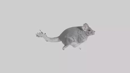Chinchilla hopping model VR / AR / low-poly