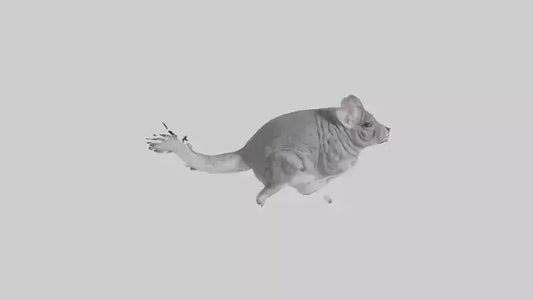 Chinchilla hopping model VR / AR / low-poly