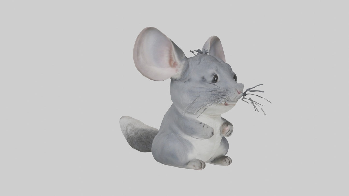 3D model Chinchilla Model 1 VR / AR / low-poly
