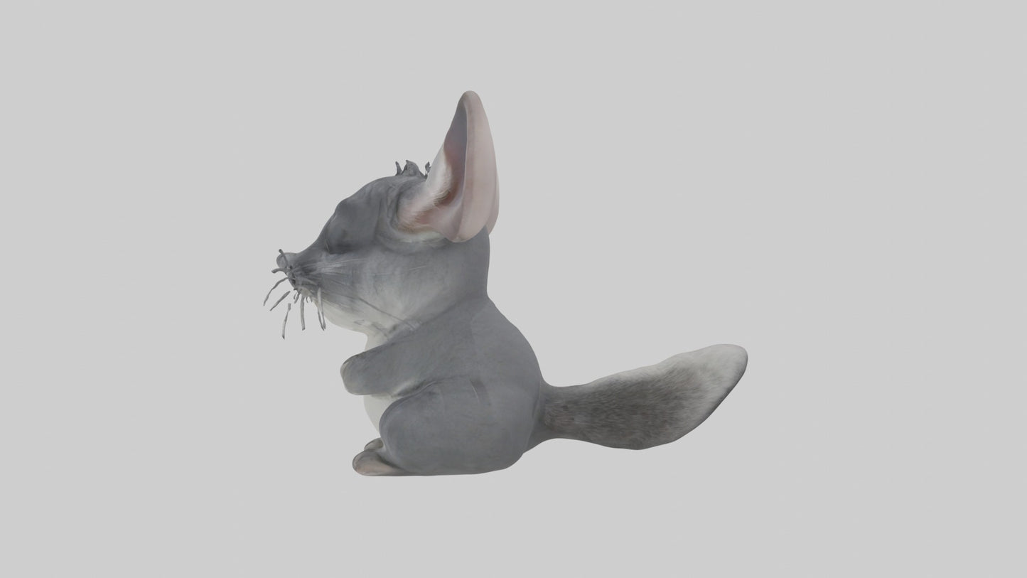 3D model Chinchilla Model 1 VR / AR / low-poly