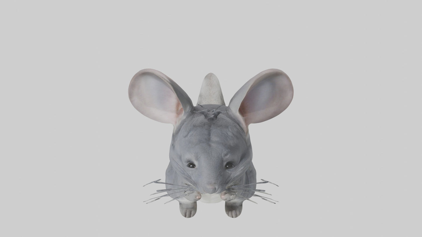 3D model Chinchilla Model 1 VR / AR / low-poly
