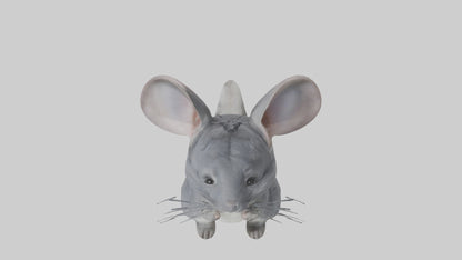3D model Chinchilla Model 1 VR / AR / low-poly