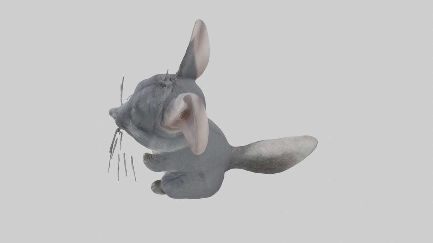 3D model Chinchilla Model 1 VR / AR / low-poly
