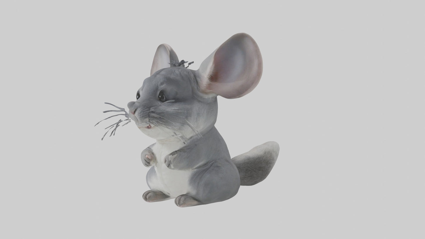 3D model Chinchilla Model 1 VR / AR / low-poly
