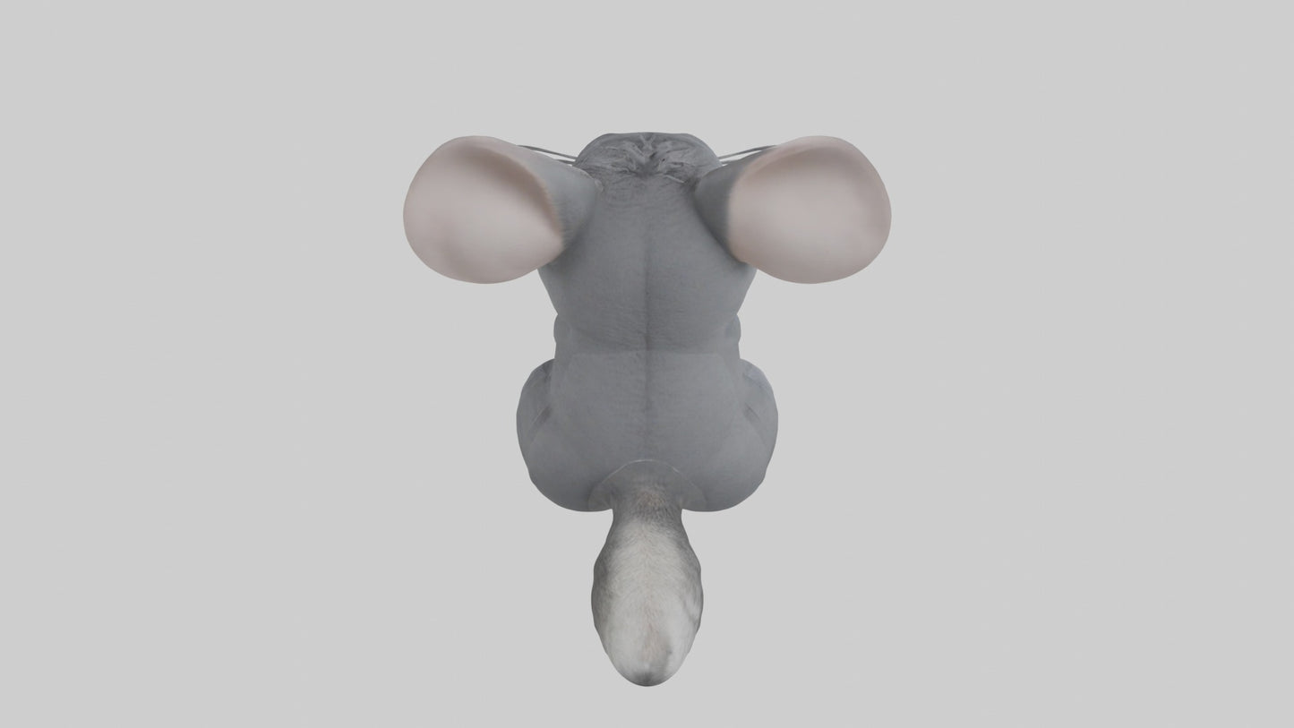 3D model Chinchilla Model 1 VR / AR / low-poly