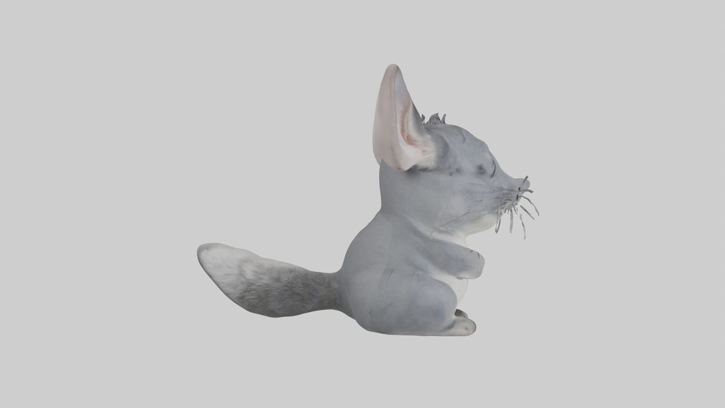 3D model Chinchilla Model 1 VR / AR / low-poly
