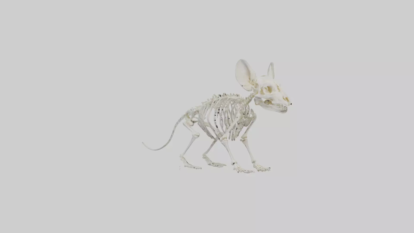 Chinchilla Skeleton model VR / AR / low-poly