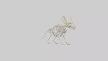 Chinchilla Skeleton model VR / AR / low-poly