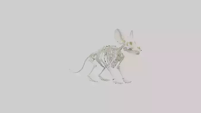 Chinchilla Skeleton model VR / AR / low-poly