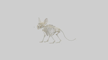 Chinchilla Skeleton model VR / AR / low-poly