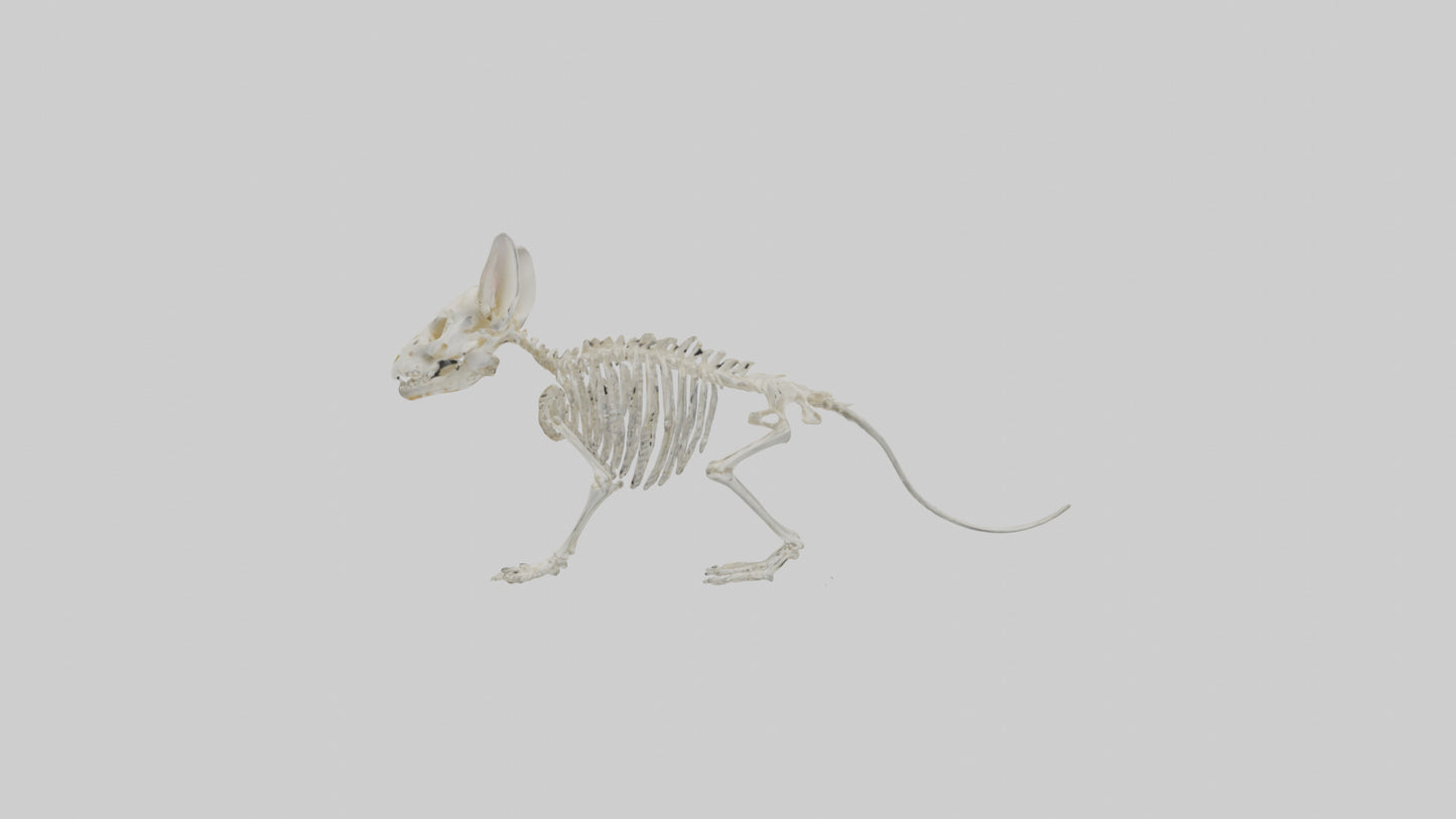 Chinchilla Skeleton model VR / AR / low-poly