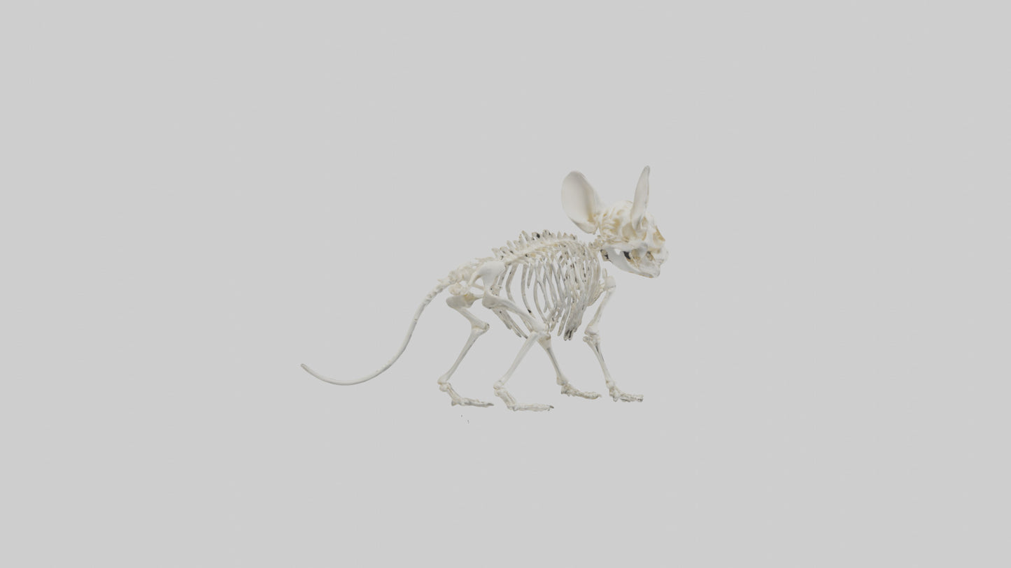 Chinchilla Skeleton model VR / AR / low-poly