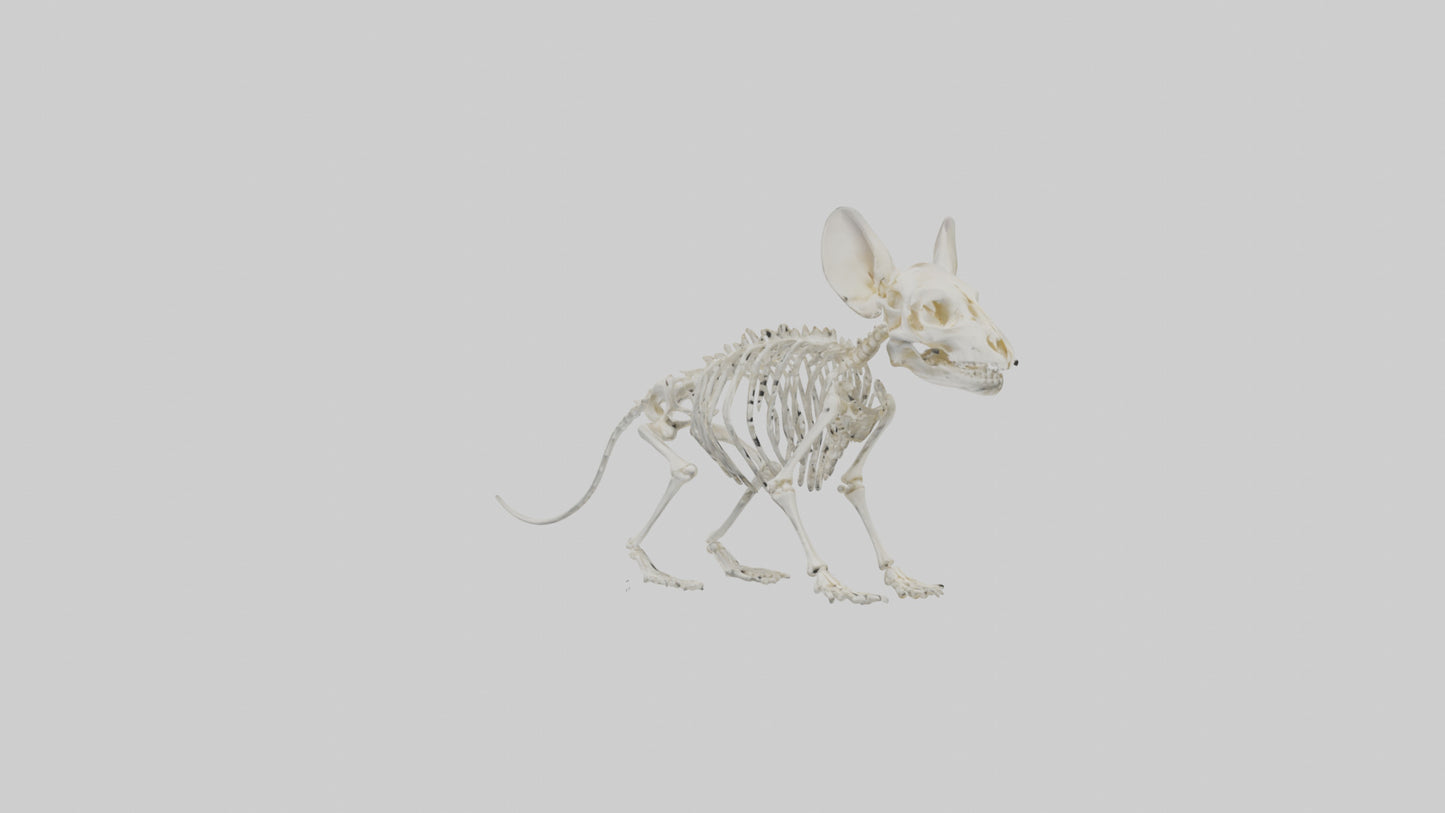 Chinchilla Skeleton model VR / AR / low-poly