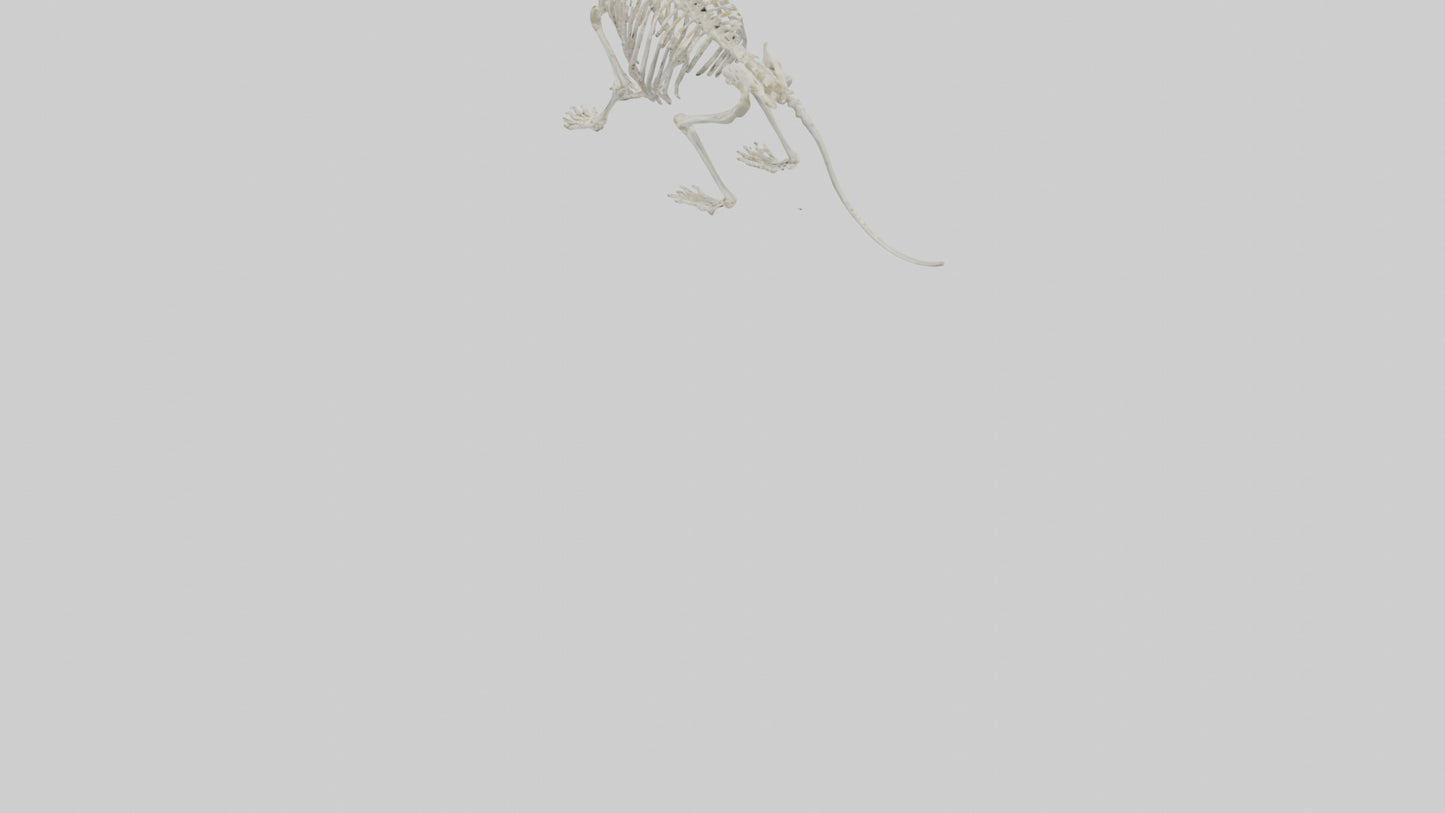 Chinchilla Skeleton model VR / AR / low-poly