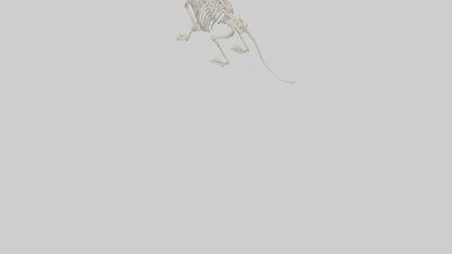 Chinchilla Skeleton model VR / AR / low-poly