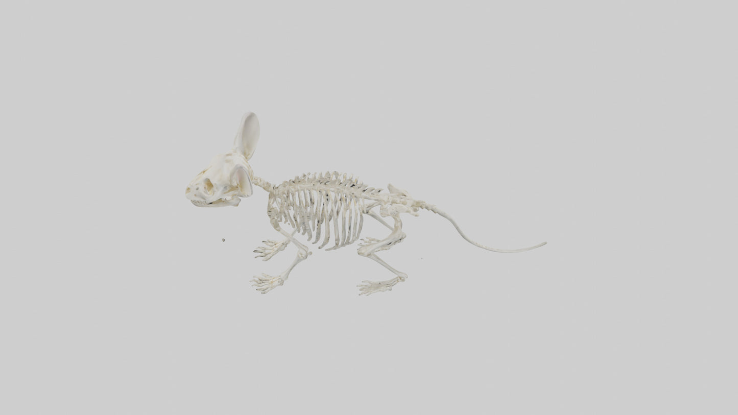 Chinchilla Skeleton model VR / AR / low-poly