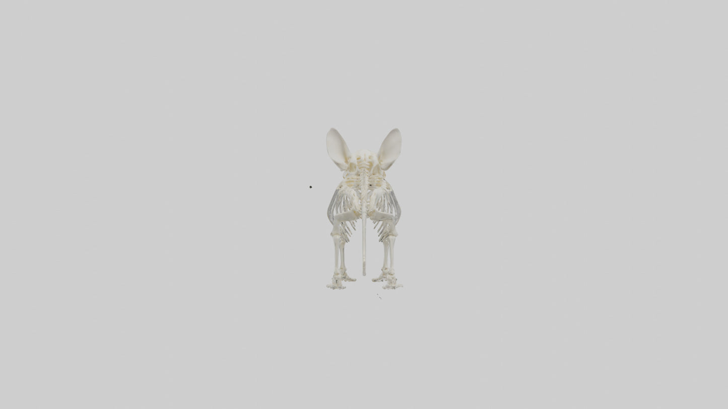 Chinchilla Skeleton model VR / AR / low-poly