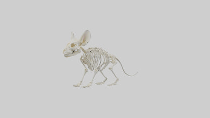 Chinchilla Skeleton model VR / AR / low-poly