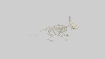 Chinchilla Skeleton model VR / AR / low-poly