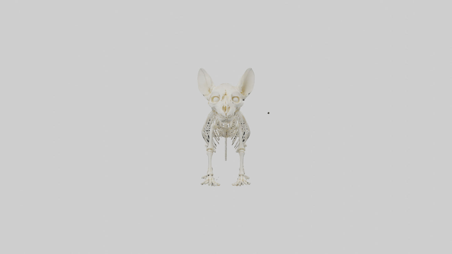 Chinchilla Skeleton model VR / AR / low-poly