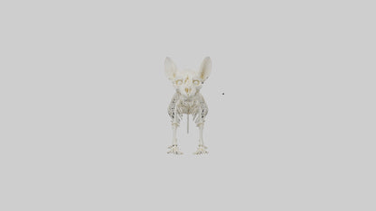 Chinchilla Skeleton model VR / AR / low-poly