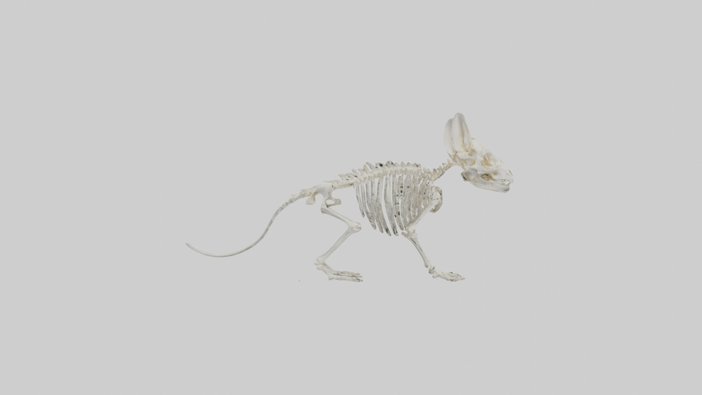 Chinchilla Skeleton model VR / AR / low-poly