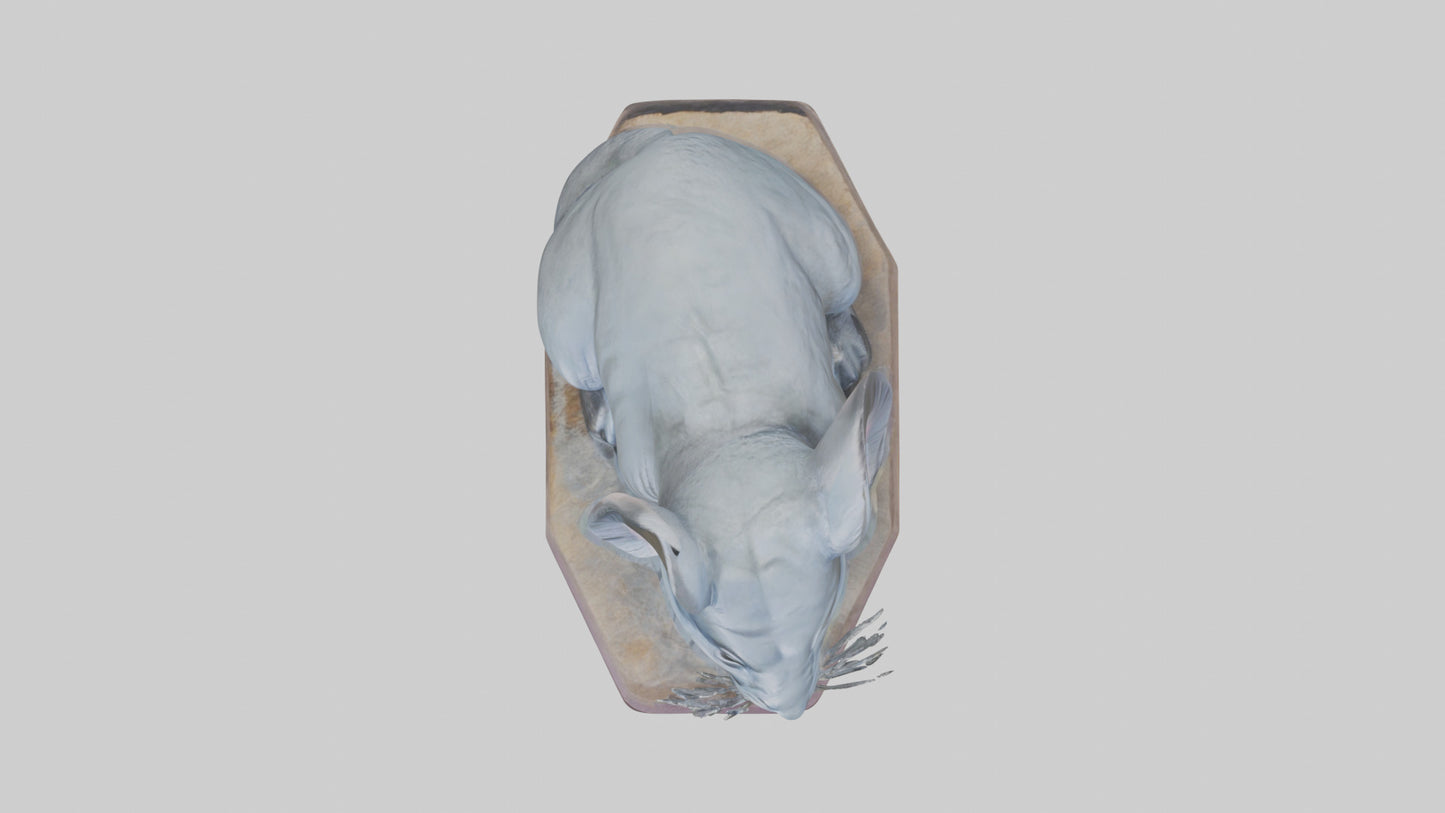 3D model Chinchilla statue model VR / AR / low-poly
