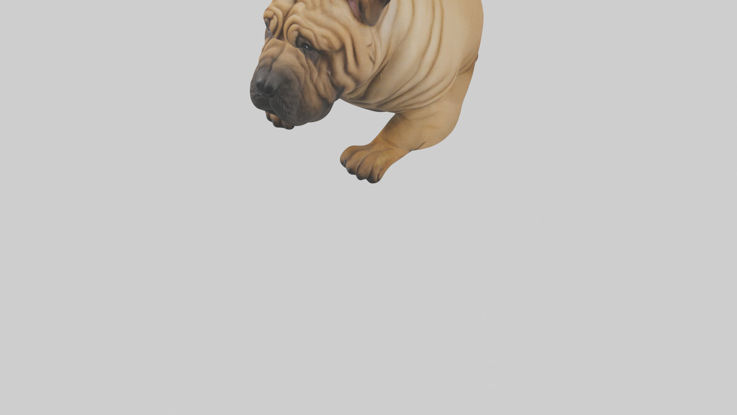 Chinese SharPei sitting model VR / AR / low-poly