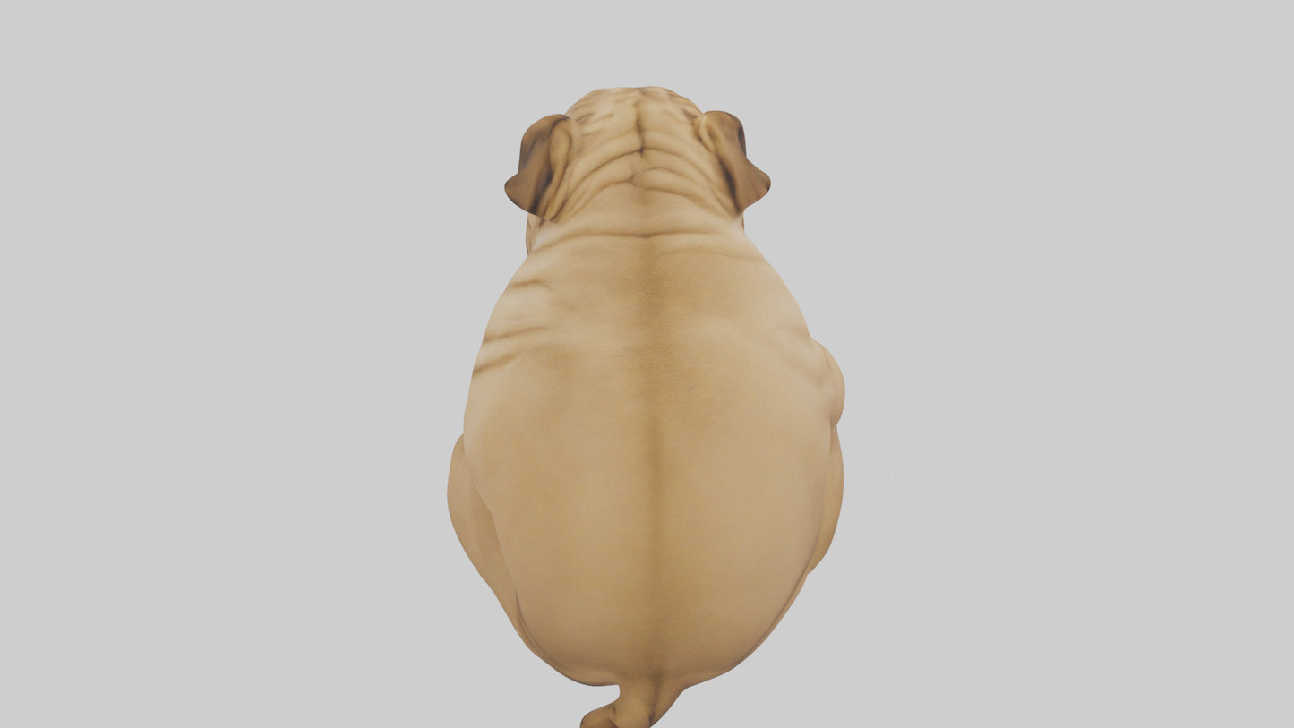 Chinese SharPei sitting model VR / AR / low-poly
