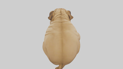 Chinese SharPei sitting model VR / AR / low-poly