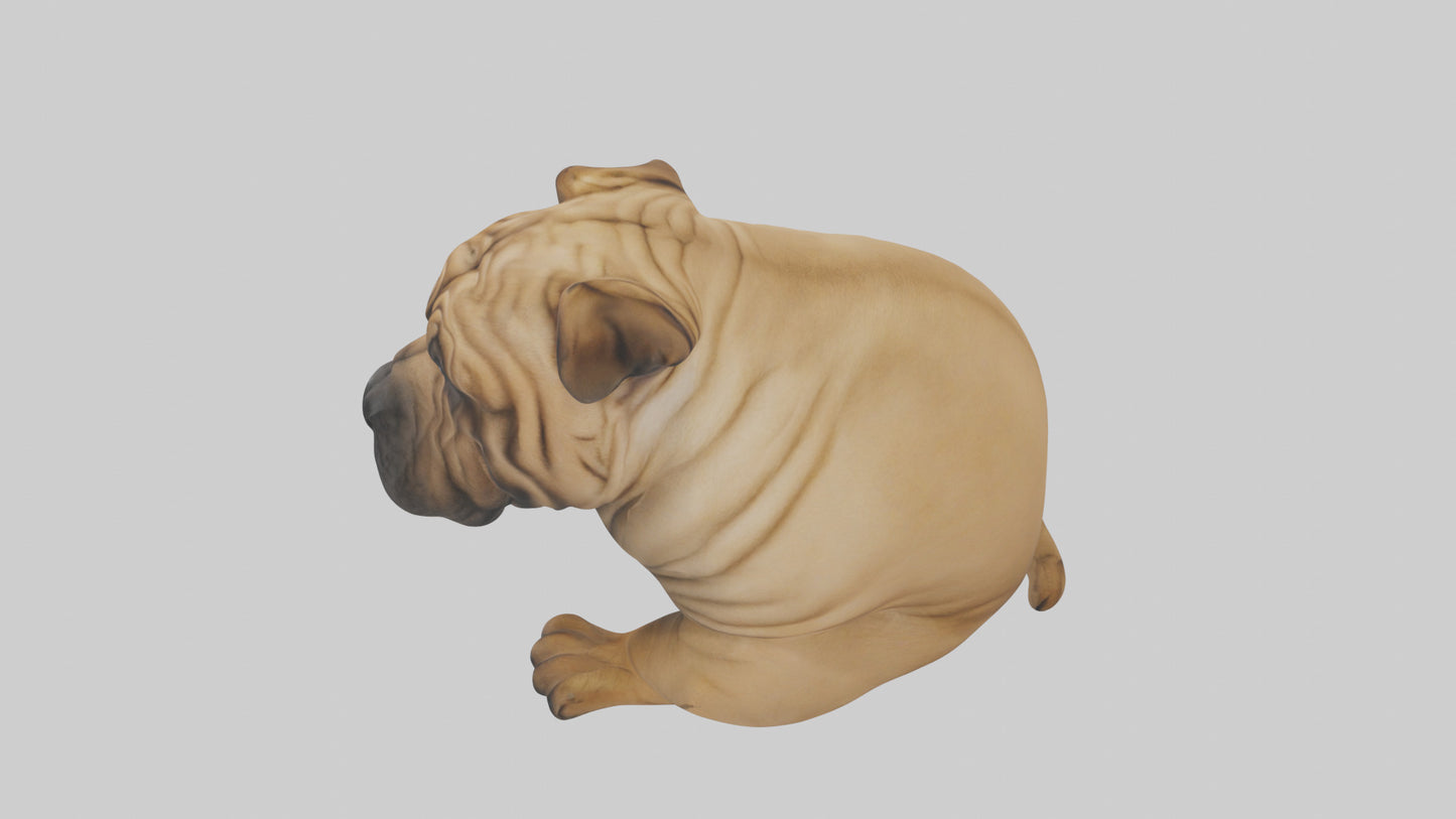 Chinese SharPei sitting model VR / AR / low-poly