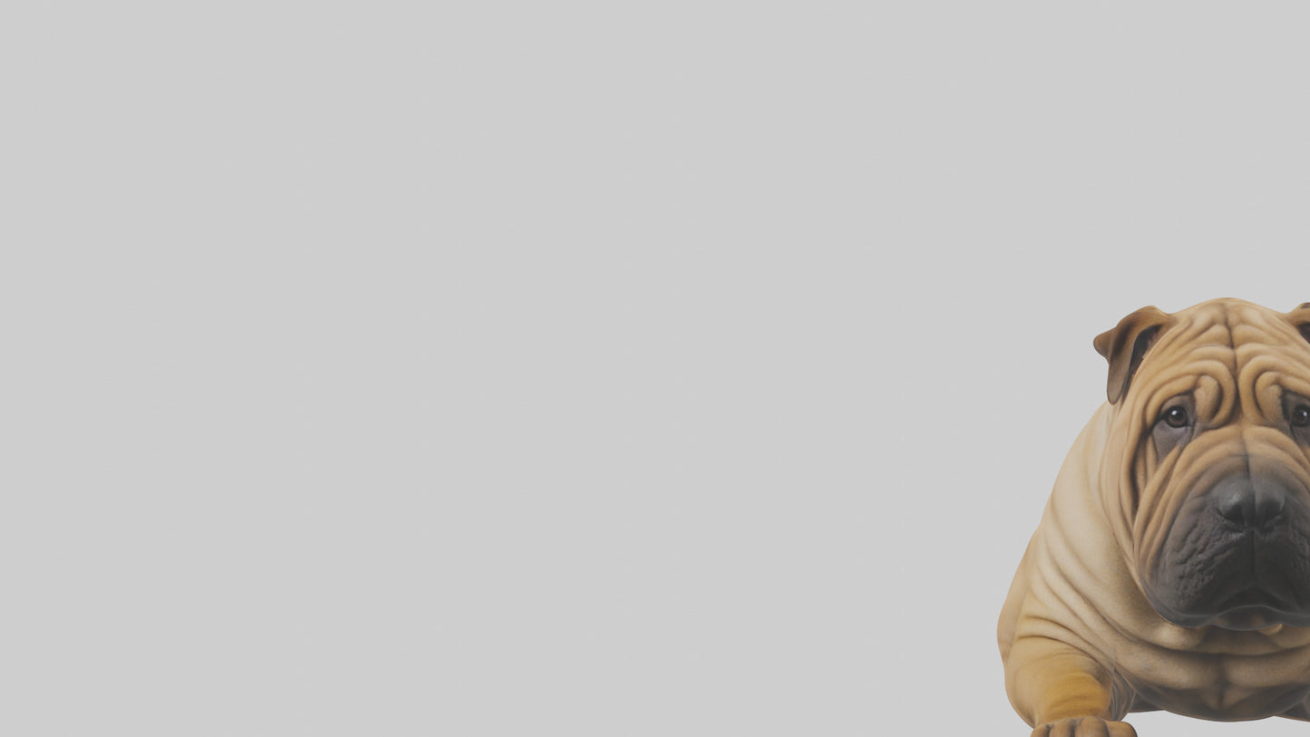 Chinese SharPei sitting model VR / AR / low-poly