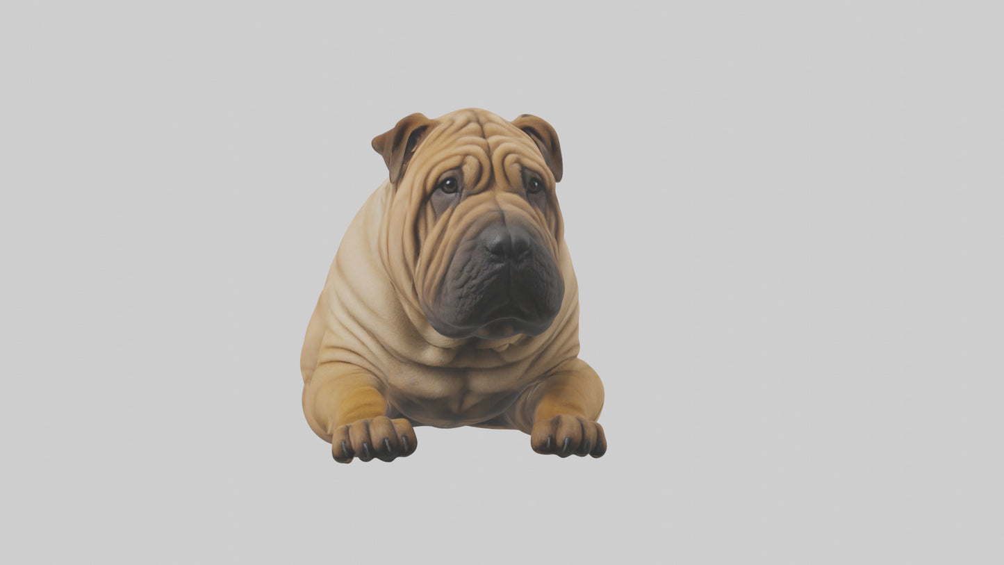 Chinese SharPei sitting model VR / AR / low-poly
