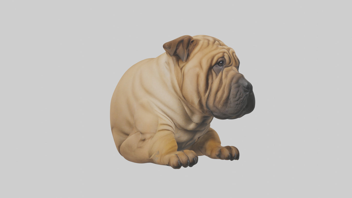 Chinese SharPei sitting model VR / AR / low-poly