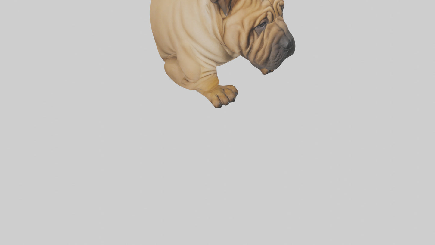 Chinese SharPei sitting model VR / AR / low-poly