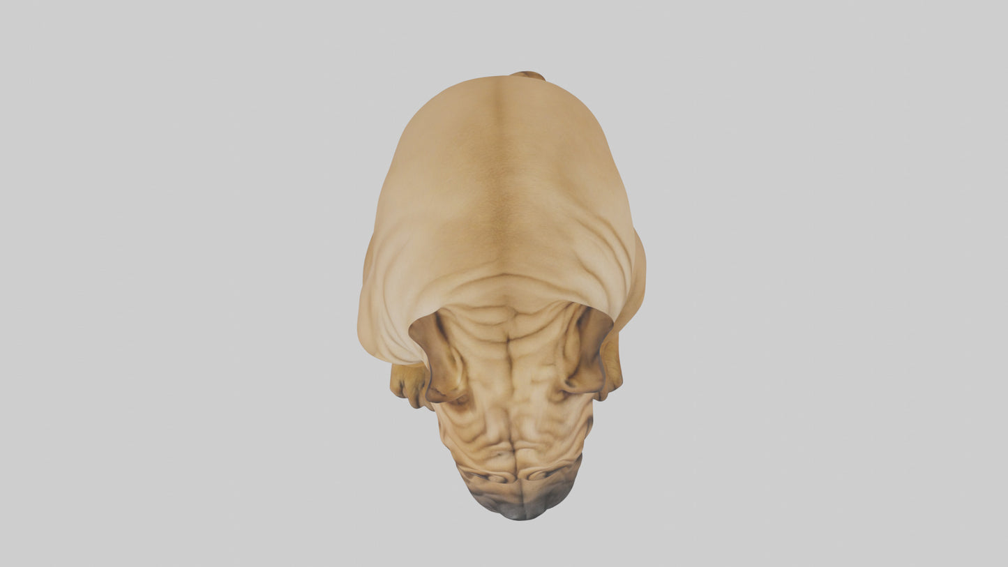 Chinese SharPei sitting model VR / AR / low-poly