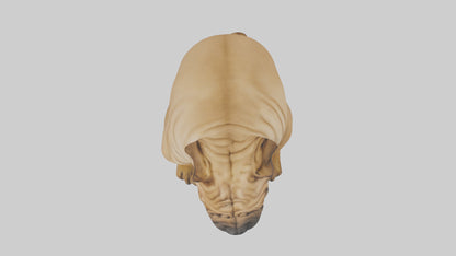Chinese SharPei sitting model VR / AR / low-poly