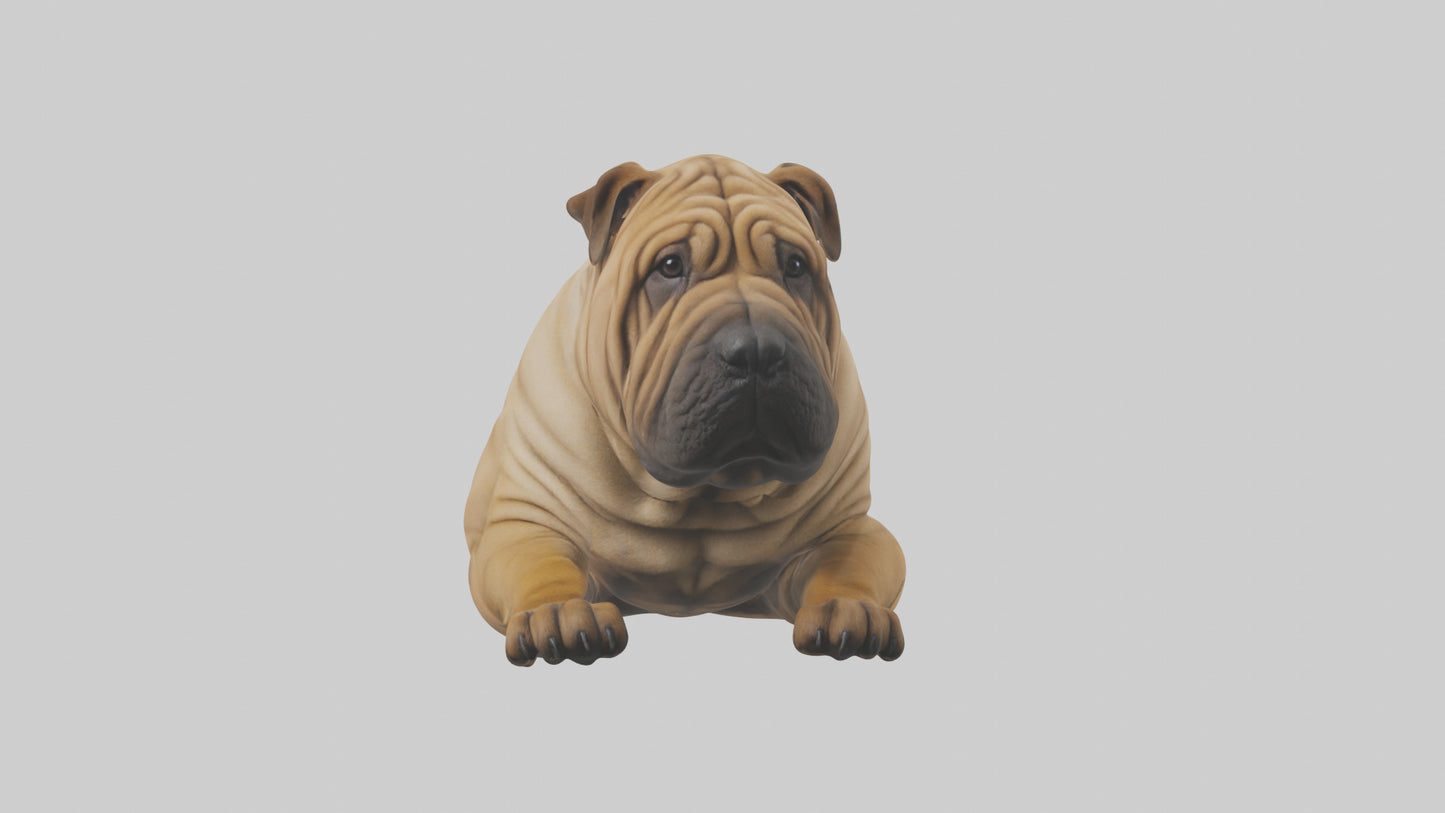 Chinese SharPei sitting model VR / AR / low-poly